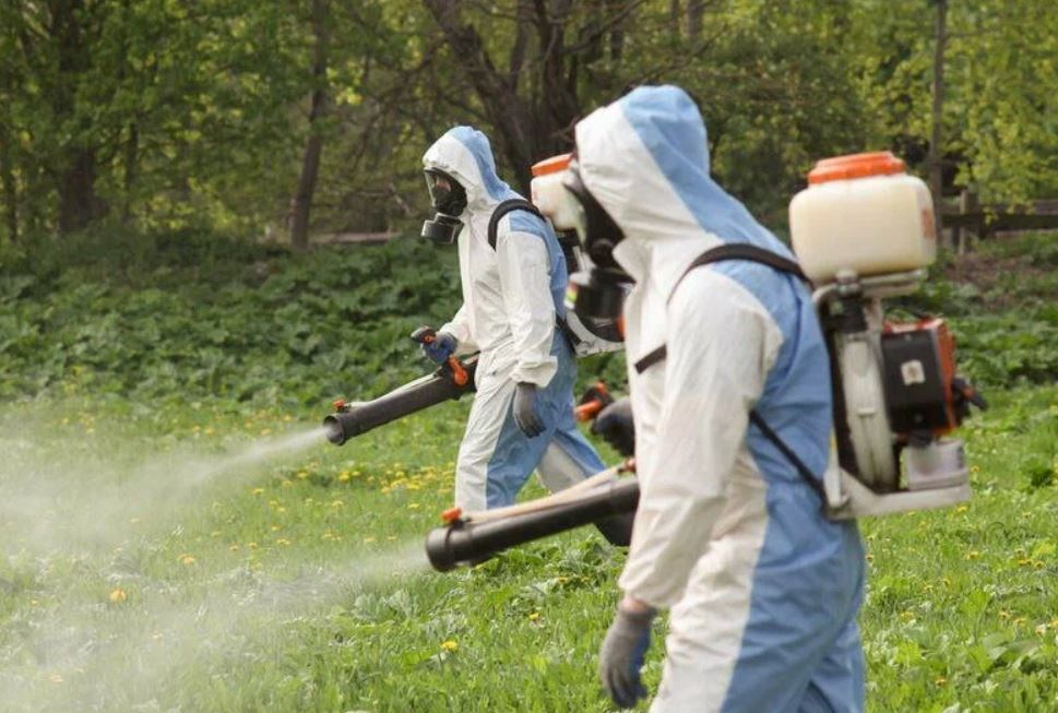 ФОТО Уничтожение клопов в поселке Московской области Мечниково
