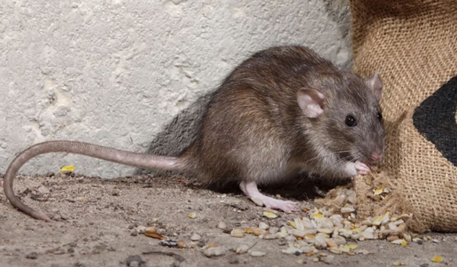 фото: Профессиональная дератизация в поселке Московской области Мечниково: <br/>+7-909-173-42-96