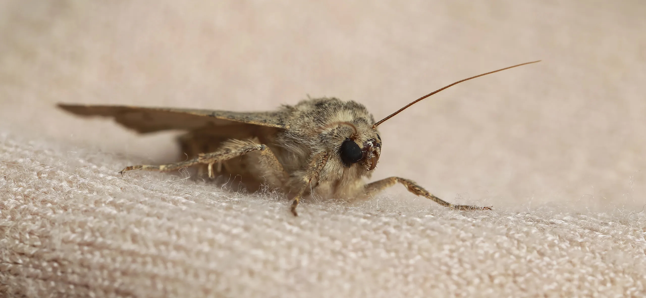 фото: Профессиональная обработка от моли в поселке Московской области Мечниково: <br/>+7-909-173-42-96